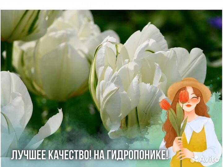 Тюльпаны оптом от производителя