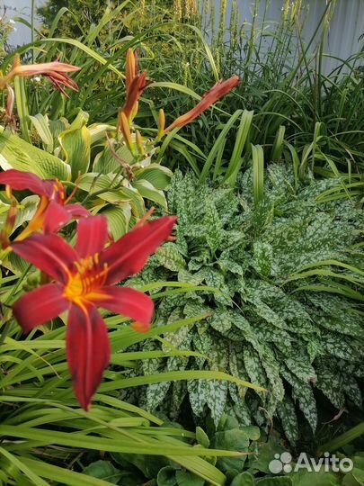 Медуница сахарная ландшафтное растение