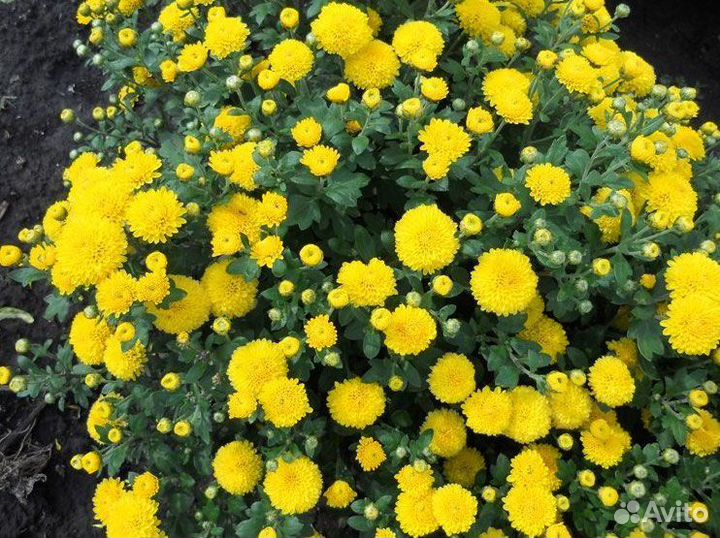 Хризантемы мультифлора. Жёлтая