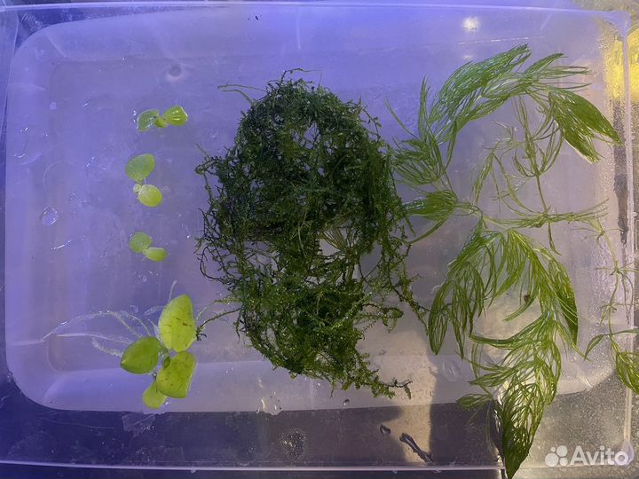 Пистия, Мох, Роголистник