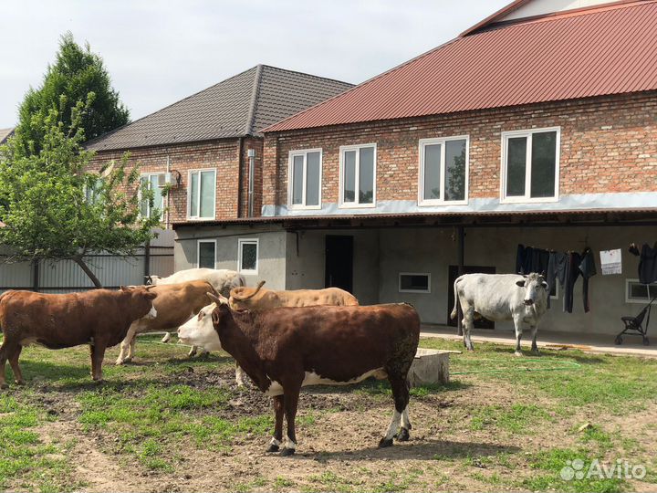 Коровы и телки