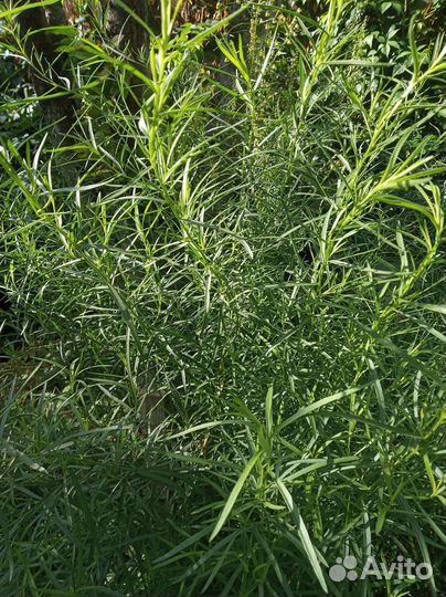 Тархун,Гортензия,хризантема,Мята Аквилеги.примула