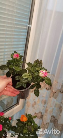 Комнатные растения розы