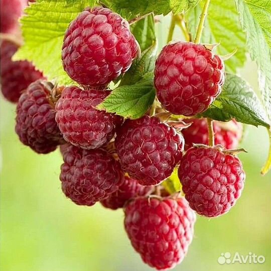 Крыжовник саженцы