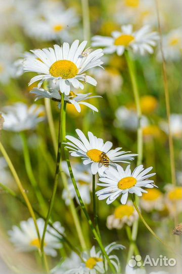 Свеча из вощины с Ромашкой