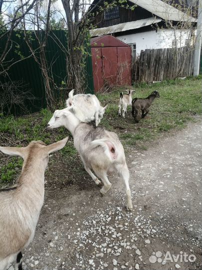 Коза с козлятами