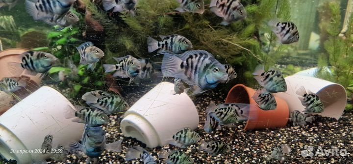 Рыбка цихлида Сапфировый попугай или Голубая панда