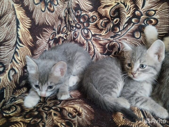 Кошки бесплатно