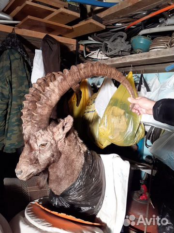 Колекционирование.Чучело Козерога