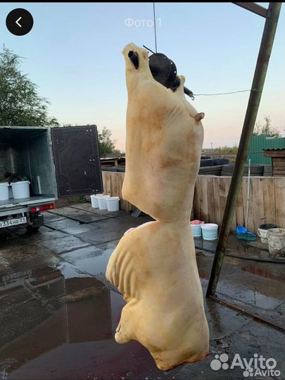 Свинина домашняя