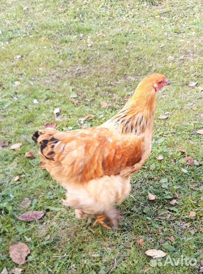 Петух Брама