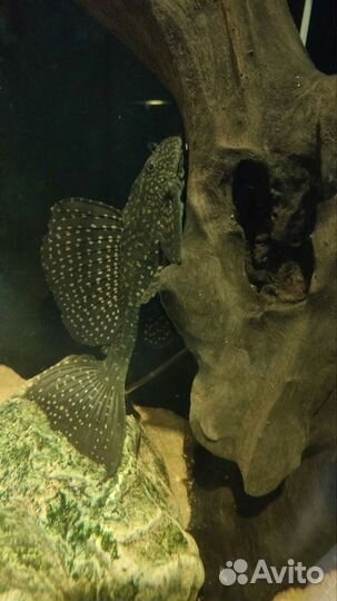 Сом птеригоплихт