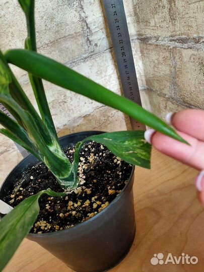 Диффенбахии взрослые