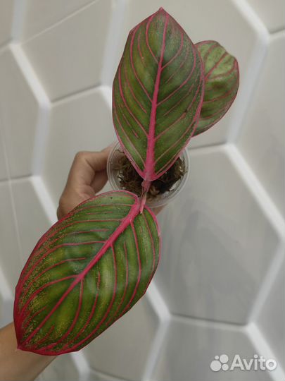 Аглаонема Lipstick