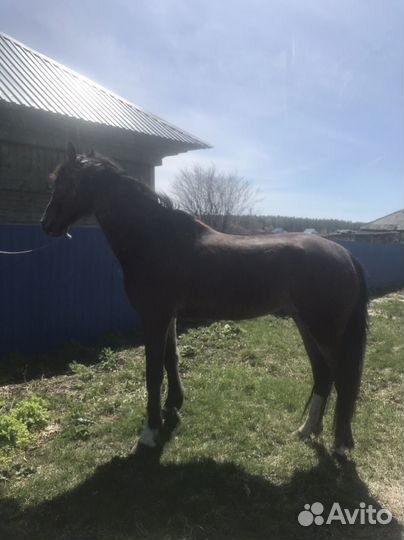 Орловская кобыла