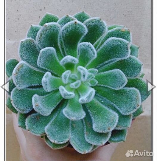 Эхеверия атласная