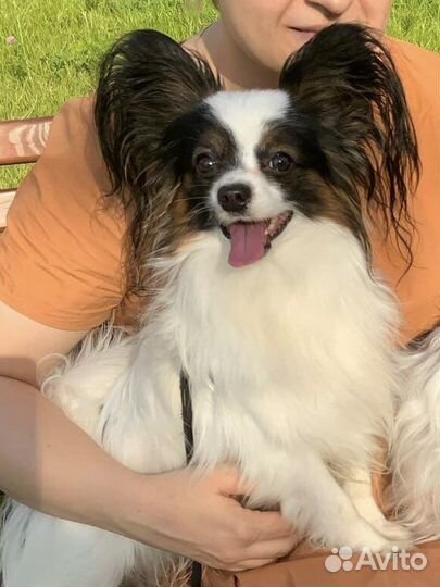 Вязка папийон (папильон)