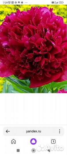 Пионы саженцы