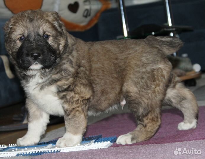 Среднеазиатская овчарка