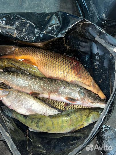 Свежая речная рыба