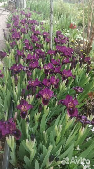 Ирисы карликовые