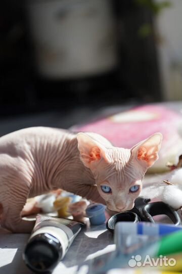 Котята сфинкс эльф