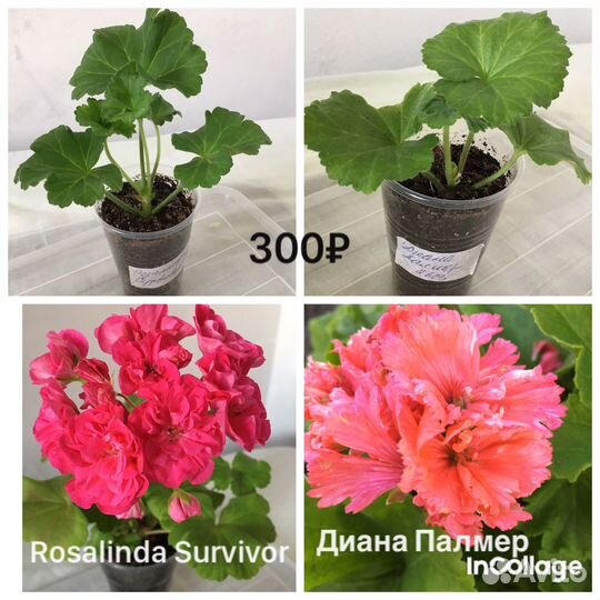 Сортовые пеларгонии