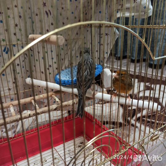 Домашние птицы