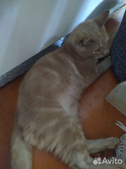 Кошки в добрые руки бесплатно