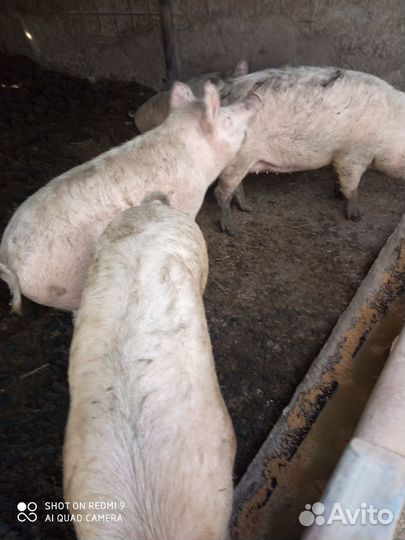 Поросенок ландрас