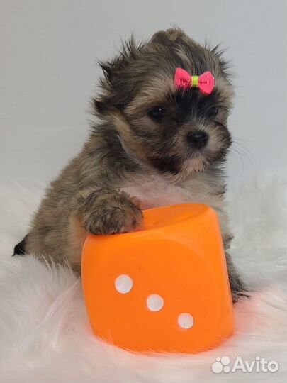 Девочки красавицы