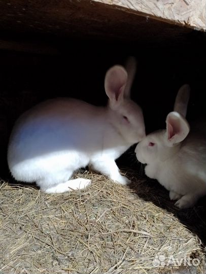 Кролики мясных пород