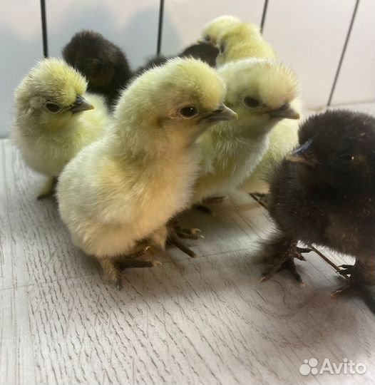 Цыплята Китайской шелковой курицы