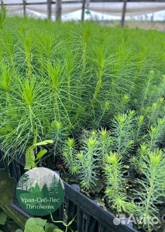 Сосна зкс окс сеянцы Ель Лиственница Голуб Горная