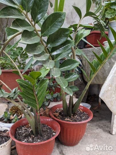 Замиокулькас 2 растения