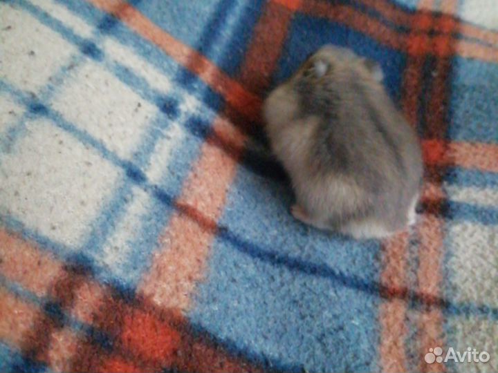 Джунгарский хомяк девочка