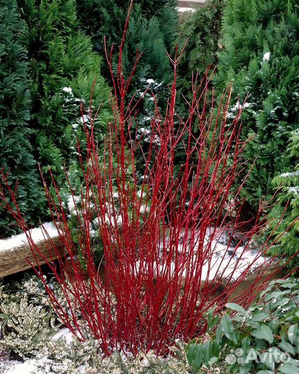 Дерен белый элегантиссима Высота от 25см