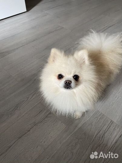 Малый немецкий шпиц