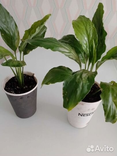 Спатифиллум,фиалки