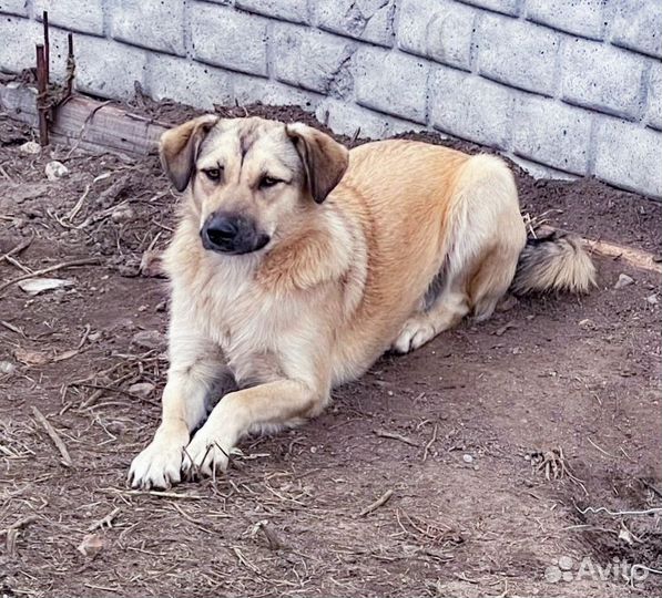 Собака Мэри