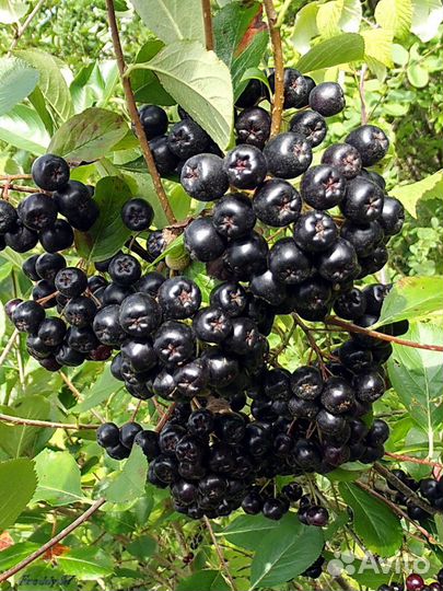 Рябина черноплодная