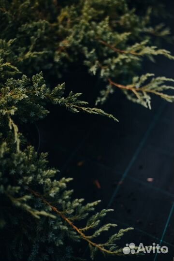 Можжевельник блю эрроу