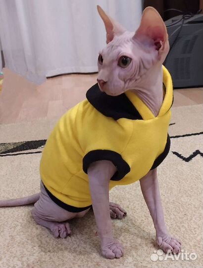 Кофточки для сфинкса (одежда для кошек)