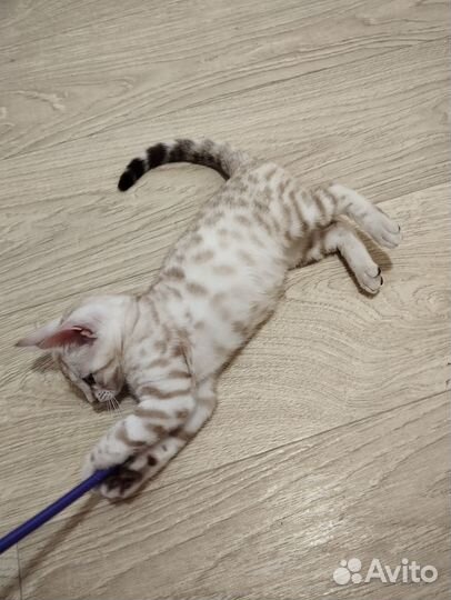 Бенгальские котята