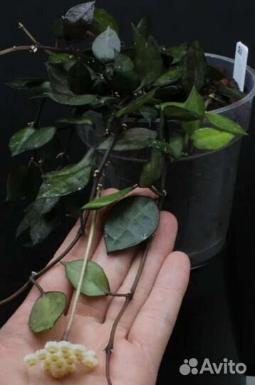 Хойя (Росита, Сигиталис и др)