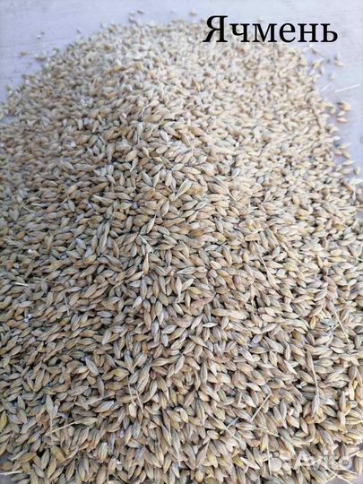 Зерно пшеница яровая