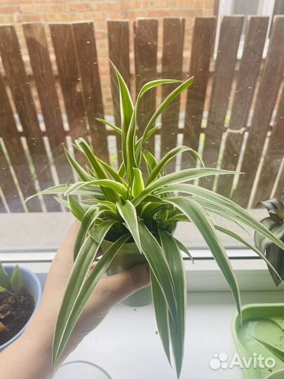 Хлорофитум