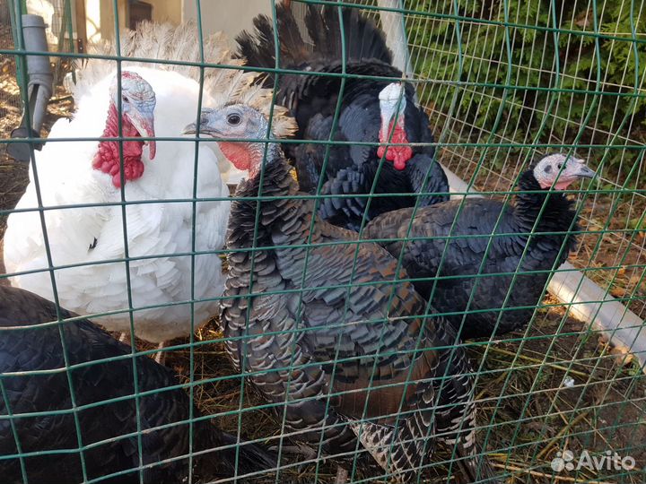 Племенные красавцы индюки - молодняк и взрослые
