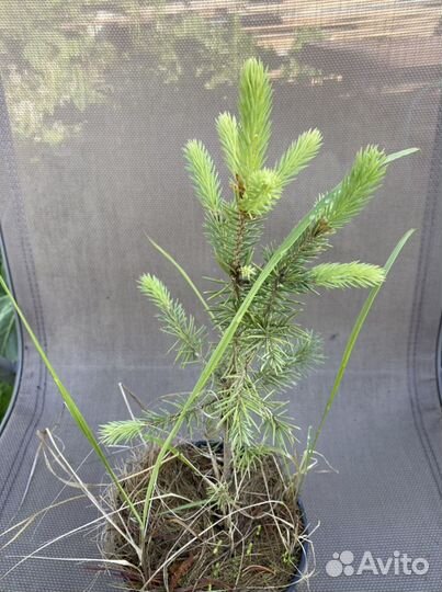 Сосна, ель, кедр остатки