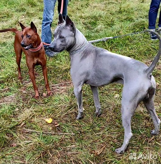 Вязка Кобель Тайский риджбек